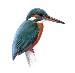 kingfisher